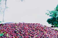 Ngày 3-2, giá cà phê nhích nhẹ 200-300 đồng/kg