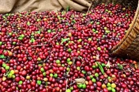 Giá cà phê thế giới tăng mạnh trên các sàn giao dịch