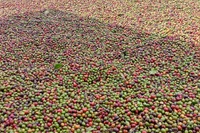 Ngày 14-3, giá cà phê trong nước đảo chiều tăng 1.200-1.600 đồng/kg