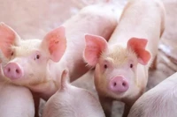 Tăng mạnh 3.000 đồng/kg, giá heo hơi tiếp tục lập đỉnh mới 