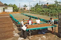 Đánh thức giá trị du lịch của cây cà phê
