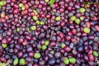 Giá cà phê thế giới biến động trái chiều qua các kỳ giao hàng