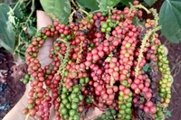 Giá cà phê và hồ tiêu thế giới biến động, trong nước tạm chững phiên cuối tuần