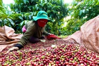 Ngày 20-12, giá cà phê Gia Lai giảm còn 89.000 đồng/kg