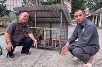 Người dân giao nộp 1 cá thể khỉ đuôi lợn để Trung tâm Cứu hộ, Bảo tồn và Phát triển sinh vật chăm sóc, thả về môi trường tự nhiên. 