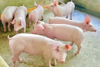 Giá heo hơi lập đỉnh mới trong ngày đầu tháng 12 với mức 56.000 đồng/kg.