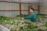 Khấm khá nhờ nghề trồng dâu nuôi tằm