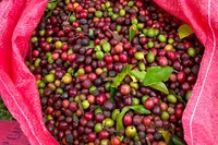 Trong 4 ngày, giá cà phê giảm tới 9.400 đồng/kg