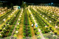 Lung linh làng hoa cúc Kiên Long sau bão lũ