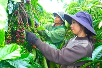 Ngày 12-12, giá cà phê giữ vững đà tăng