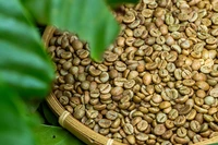 Giá cà phê lập đỉnh mới ở mốc 118.300 đồng/kg trong ngày 24-10. Ảnh: Internet