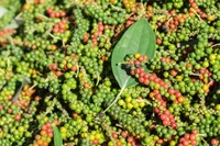 Giá cà phê và hồ tiêu đồng loạt tăng trong ngày 23-12