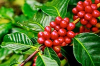 Ngày 7-11, giá cà phê trong nước tăng nhẹ 200-400 đồng/kg. Ảnh: Internet