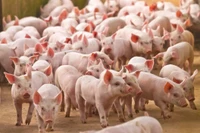 Giá heo hơi tại Gia Lai và Hà Tĩnh thấp nhất cả nước, ở mức 46.000 đồng/kg.