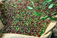 Giá cà phê giảm nhẹ, giao dịch cao nhất 111.500 đồng/kg