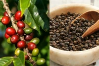 Ngày 4-11, giá cà phê và hồ tiêu cùng “lao dốc”. 