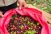 Ngày 27-11, giá cà phê đảo chiều tăng 1.000-1.800 đồng/kg.