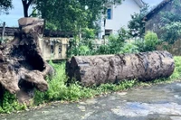 Một phần cây gỗ lạ được đưa về trụ sở Hạt Kiểm lâm huyện Phú Thiện (cũ) quản lý, chờ kết quả xác minh. Ảnh: M.K