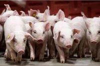Giá heo hơi tăng mạnh, chạm sát ngưỡng 60.000 đồng/kg
