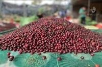 Giá cà phê tăng mạnh, hồ tiêu biến động trái chiều ngày cuối năm