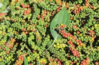 Giá hồ tiêu tăng đến 2.000 đồng/kg trong ngày 28-10. Ảnh: Internet