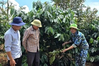 Ông Huỳnh Thành Ngọc (bìa phải)-CEO dự án "Người chiến sỹ nhà nông"-hướng dẫn quy trình chăm sóc cà phê theo hướng hữu cơ cho người dân xã Ia Phí. Ảnh: N.S
