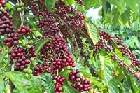 Thị trường cà phê và hồ tiêu phục hồi dịp cuối năm