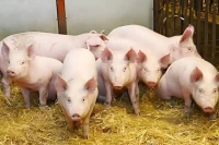 Ngày 19-11, giá heo hơi tăng 1.000-2.000 đồng/kg tại nhiều địa phương.