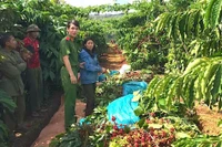 Bắt giữ đối tượng trộm cắp cà phê của hàng xóm