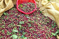 Ngày 9-12, giá cà phê trong nước tăng nhẹ 200 đồng/kg sau phiên đi ngang hôm qua.