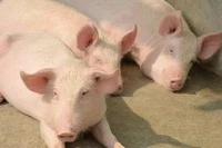 Giá heo hơi tiếp tục bứt phá, tiến sát mốc 70.000 đồng/kg trong ngày 20-12.