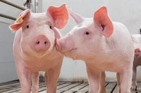 Tiếp đà tăng, giá heo hơi cao nhất 54.000 đồng/kg trong ngày 25-11.