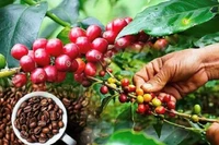 Giá cà phê và hồ tiêu cùng giảm nhẹ trong ngày 12-11.