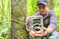 Thông qua việc đặt “bẫy ảnh”, Vườn quốc gia Kon Ka Kinh ghi nhận nhiều loài động vật hoang dã quý hiếm nằm trong Sách đỏ Việt Nam và thế giới.