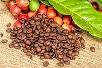 Giá cà phê ngày 17-10 đảo chiều tăng, cao nhất 114.500 đồng/kg tại Đắk Lắk. Ảnh: Internet