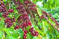 Thị trường cà phê phục hồi nhẹ, hồ tiêu đảo chiều giảm mạnh