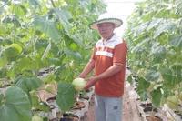 Nông dân xã Ia Phí chuyển đổi diện tích cà phê già cỗi sang trồng dưa lưới, đem lại hiệu quả kinh tế cao. Ảnh: N.D