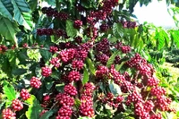 Giá cà phê tăng mạnh đến 2.500 đồng/kg trong ngày 25-12