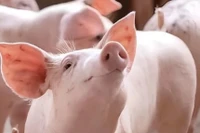 Ngày 22-10, giá heo hơi ở miền Bắc và miền Nam tăng nhẹ 1.000 đồng/kg. Ảnh: Internet
