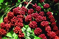 Giá cà phê tiếp tục tăng mạnh, leo mốc 117.500 đồng/kg trong ngày 17-8