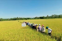 Mô hình sản xuất lúa chất lượng ở Hoài Nhơn Đông đạt lợi nhuận gần 17 triệu đồng/ha