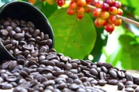 Ngày 20-8, cà phê trong nước vượt mốc 120.000 đồng/kg