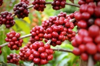 Hôm nay (13-9), cà phê trong nước tiếp tục tăng 1.400 đồng/kg. Ảnh: Internet