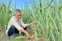 Gia Lai chủ động phòng-chống sinh vật gây hại cây trồng