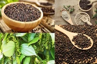 Giá hồ tiêu tại Gia Lai tăng 2.000 đồng, hiện ở mức 139.000 đồng/kg