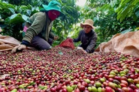Cà phê và hồ tiêu cùng tăng giá trong ngày cuối cùng của tháng 7