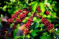 Thị trường cà phê trong nước tiếp tục sôi động khi giá mặt hàng này tăng thêm 3.000 đồng/kg. Ảnh: Internet