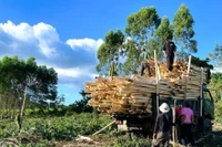 Phát huy lợi thế vùng nguyên liệu, đưa ngành chế biến gỗ bứt phá 