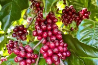 Ngày 21-9, giá cà phê trong nước “lao dốc” mạnh 5.000 đồng/kg. Ảnh: V.T