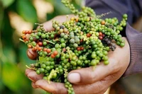 Hồ tiêu Gia Lai giảm 500 đồng/kg trong ngày 26-7, các địa phương khác ổn định giá